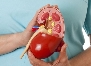 10 thực phẩm tốt cho người bệnh thận, nên bổ sung ngay 